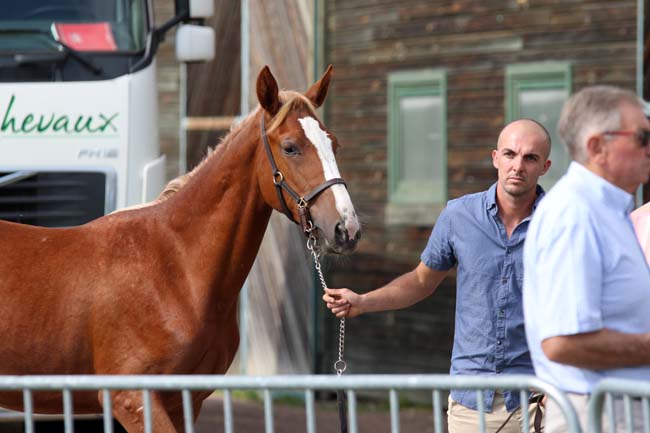 vente magny cours trotteur