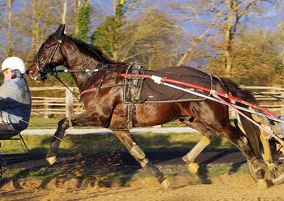 sellerie trotteur