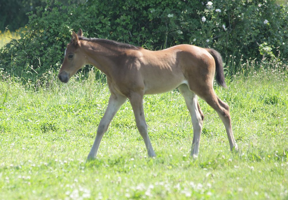Femelle de Spanish Moon et Puszta des Mottes, agée de 3 semaines