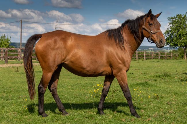 Teatime par Loup Solitaire & Time Tulip - Juin 2021