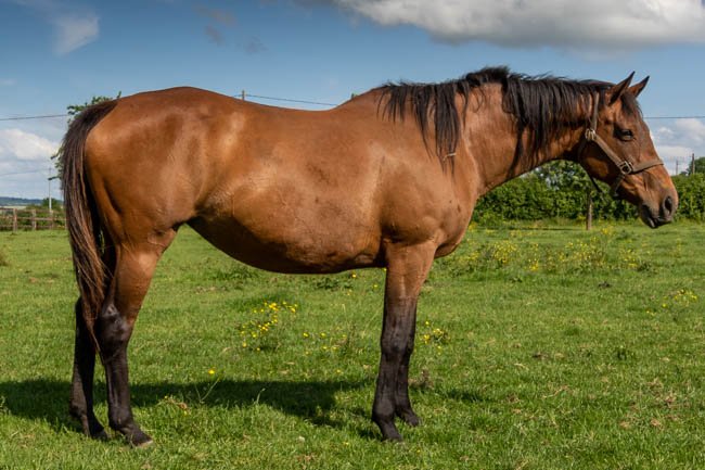 Teatime par Loup Solitaire & Time Tulip - Juin 2021