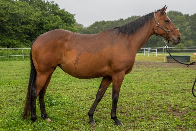 Alowia Ludoise par Smadoun & Falownia