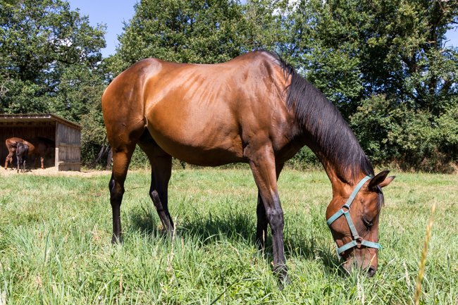Bayardie par Saint des Saints & Gavotte de Bréjoux