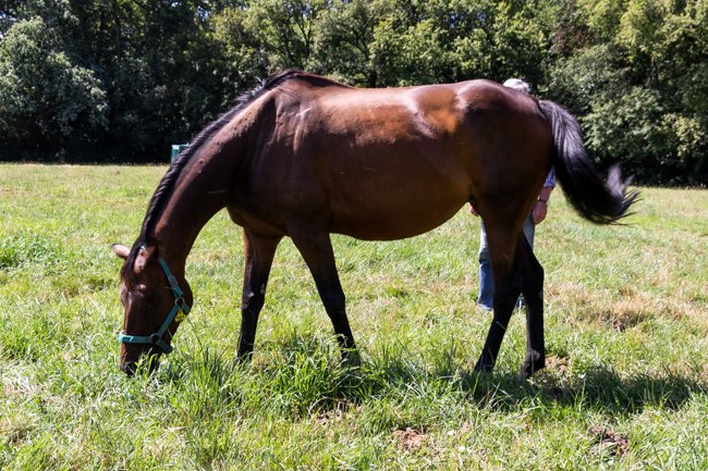 Bayardie par Saint des Saints & Gavotte de Bréjoux