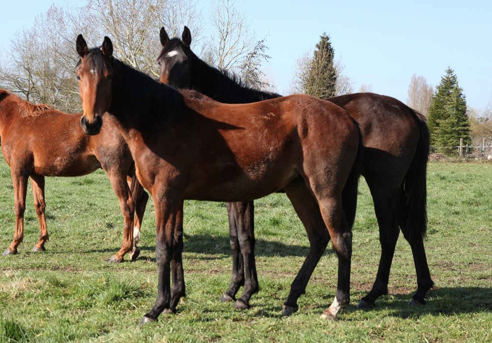 Datcha des Mottes, à 2 ans, en mars 2015