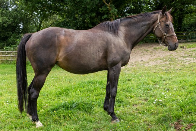 Quecy de Chadzeau par Saint des Saints & Hygie