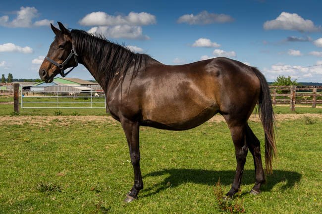 Shawn par High Chaparral & Stefania - Juin 2021