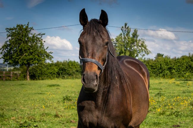 Shawn par High Chaparral & Stefania - Juin 2021