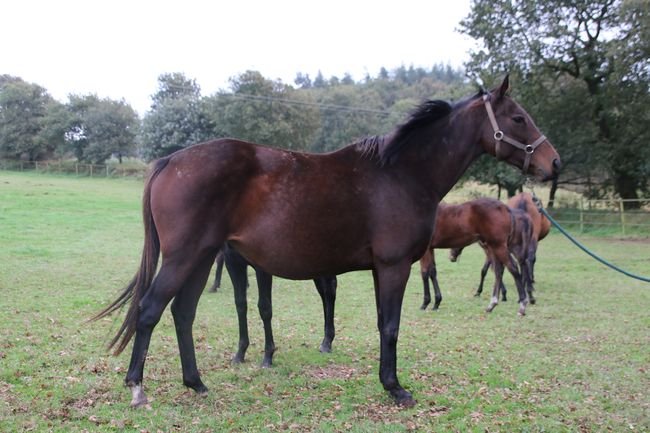 Ally des Bruyères (Until Sundown & Lady d