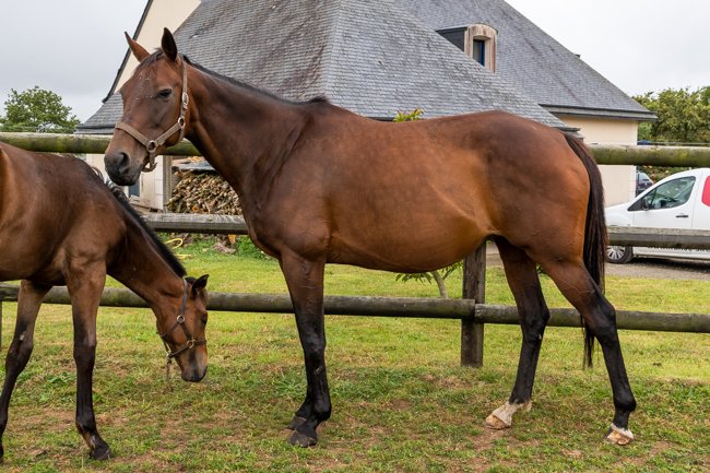 Ally des Bruyères (Until Sundown & Lady d