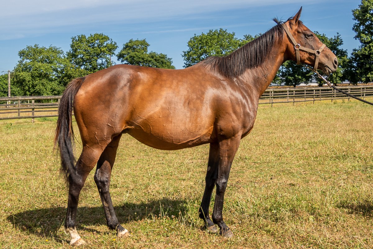 Ally des Bruyères par Until Sundown & Lady d
