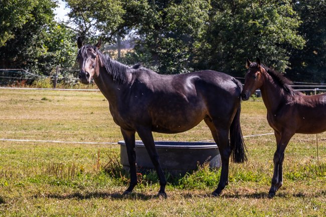Baronne Picsou (Great Pretender & Deep Turple)