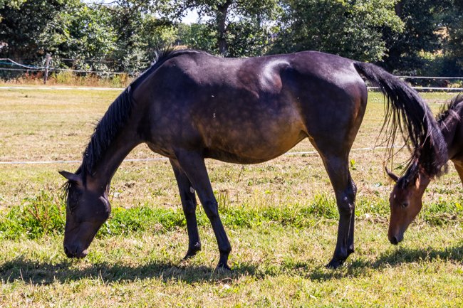 Baronne Picsou (Great Pretender & Deep Turple)