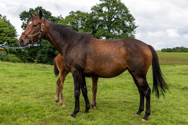 Facette de Kerza par Lauro & Rangi