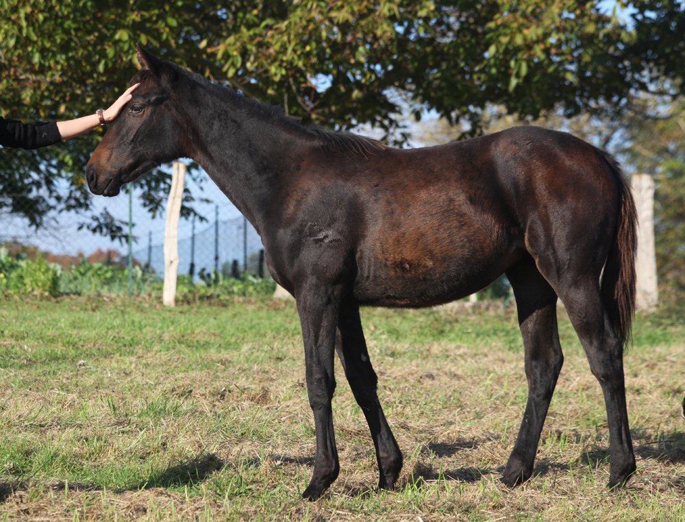 Femelle par Maresca Sorrento et Ewing des Mottes. 3/4 soeur de Farlow des Mottes (octobre 2014)