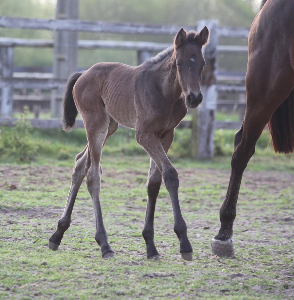 1e produit de Ewing des Mottes par Maresca Sorrento. 3/4 soeur de Farlow des Mottes à 1 semaine