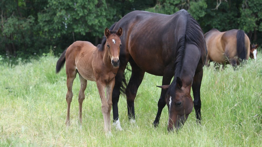 Femelle de Spanish Moon et Ulyssa des Mottes, le 27 mai 2016