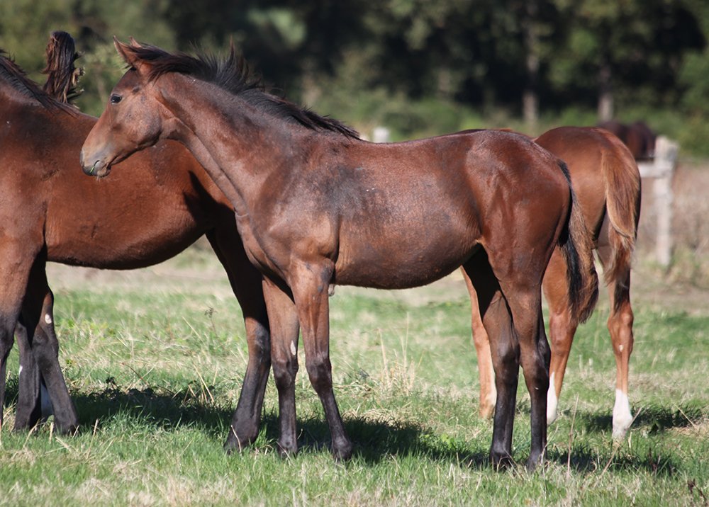 Femelle 2016 de Spanish Moon et Ulyssa des Mottes