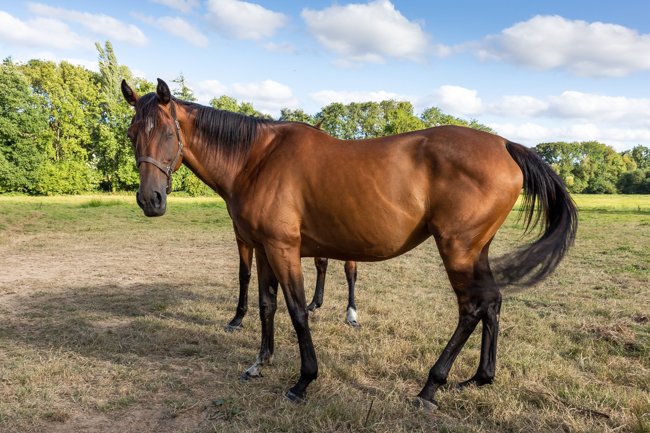 Brittanyrose par Saddler Maker & Magic Rose