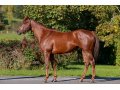 Threat (Footstepinthesand & Flare Of Firelight) Threat (Footstepinthesand & Flare Of Firelight)
