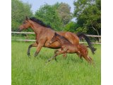 Indian lizzy et son foal par great pretender (2018)