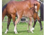 ITASCA FOAL