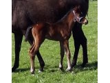 Celyssa des Mottes, à l'âge de foal