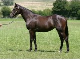 Dianaba Yearling