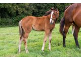 n. 2020 f. Kamsin & Pythie d'Oudairies - Juillet 2020