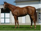Mekhtaal, yearling au Haras du Mézeray