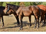 femelle par Great Pretender & Douna de Juilley