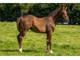 n. 2021 m. Territories & New Arrival - août 2021
