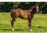 n. 2021 m. Territories & New Arrival - août 2021