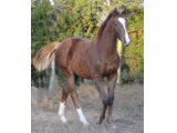 Brio des Mottes à l'âge de foal en novembre