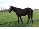 Lady Balko (Balko & Present From Paris)