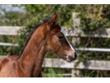 n. 2021 f. Bande & Bayardie - Avril 2021 - 48h