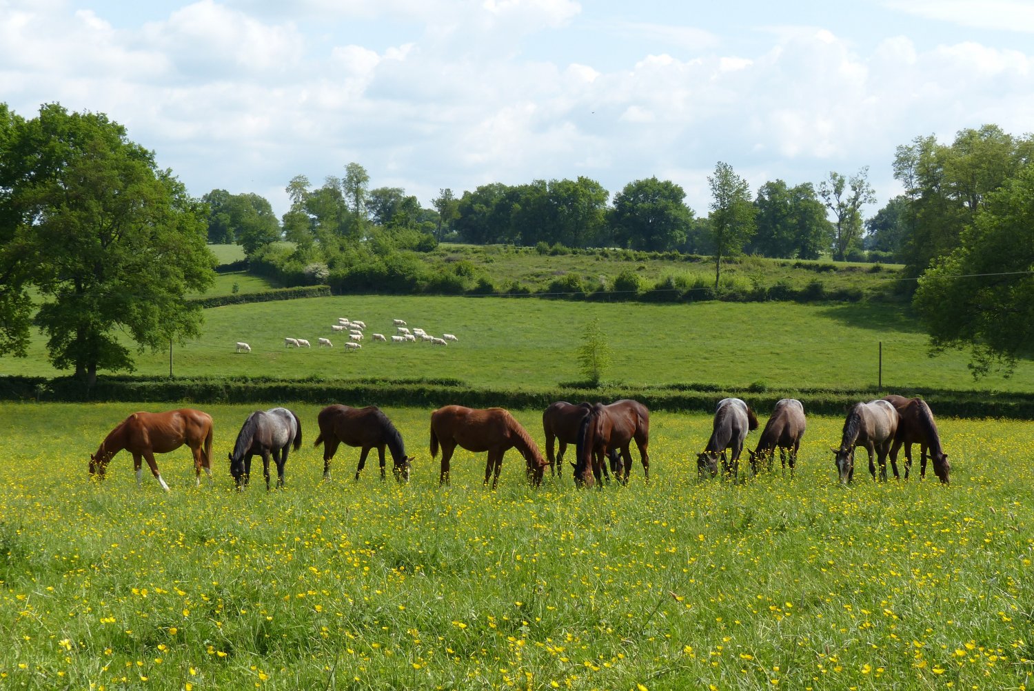 Le Haras Des Terres Blanches Fiche établissement HARAS DE LA TOUR - France sire