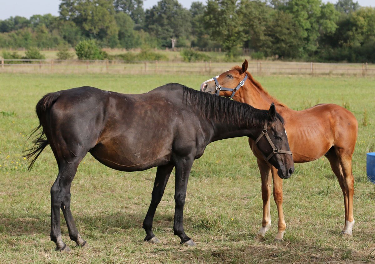 Conillon revient au Haras du Chêne Vert en 2020 - Anglocourse