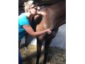 Physio-massothérapie massage et étirement sur un cheval en cure