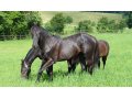Yearlings Mâles
