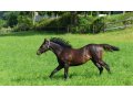 Yearlings Mâles