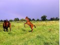 Quistrelle - Foal Quistrelle - Foal