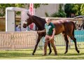 Gironde - Sprinter Sacré Show 2018 (©Zuzanna Lupa) Gironde - Sprinter Sacré Show 2018 (©Zuzanna Lupa)