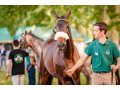 Nicolas & Gironde au Sprinter Sacré Show 2018 (©Zuzanna Lupa) Nicolas & Gironde au Sprinter Sacré Show 2018 (©Zuzanna Lupa)