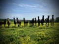Lots de Yearlings femelles nées en 2019  Lots de Yearlings femelles nées en 2019