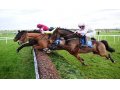 TOUCH THE EDEN (Malinas - Loika) gagnant de Gr. 2 en Irelande TOUCH THE EDEN (Malinas - Loika) gagnant de Gr. 2 en Irelande