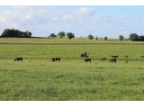 Prairies 