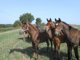 Foals 2019 de Shamalgan, Doctor Dino , Jeu Saint Eloi